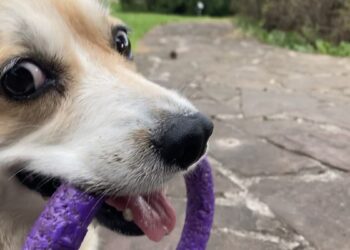 ¿Se echa a correr? 10 consejos para pasear a tu perro