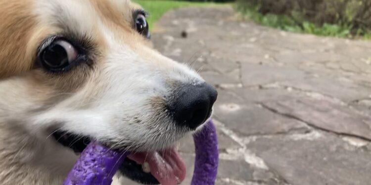 ¿Se echa a correr? 10 consejos para pasear a tu perro