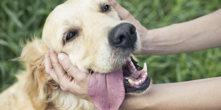 ¿Cómo proteger a tu mascota ante una emergencia?