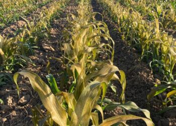 Más de 11 mil hectáreas  dañadas en Sinaloa por las heladas: Montes Salas