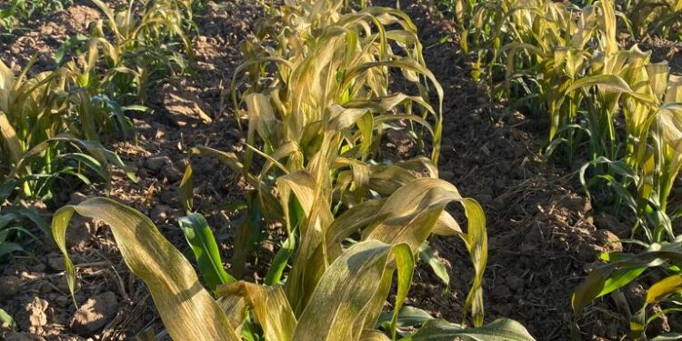 Más de 11 mil hectáreas  dañadas en Sinaloa por las heladas: Montes Salas