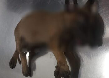 Lo detienen por maltrato animal