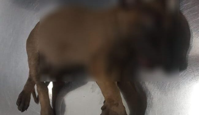 Lo detienen por maltrato animal