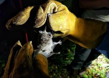 Especialistas en Murciélagos reprochan satanización de estos mamíferos