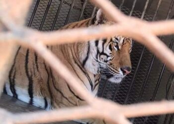 Guardia Nacional rescata y asegura a un tigre de bengala en Sonora