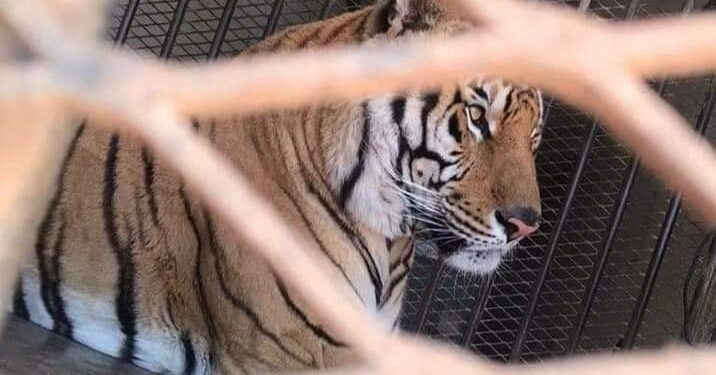 Guardia Nacional rescata y asegura a un tigre de bengala en Sonora