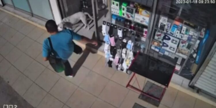 Video. ¡Que crueldad! Sujeto patea fuertemente a perrito callejero en la Buenos Aires