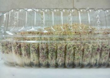 Amaranto germinado tiene múltiples beneficios en la salud