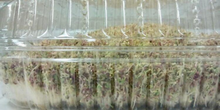 Amaranto germinado tiene múltiples beneficios en la salud