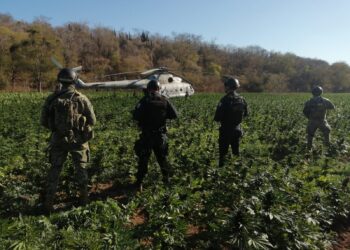 Localizan otros 4 plantíos; dos de amapola y dos de mariguana