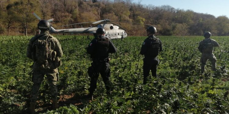 Localizan otros 4 plantíos; dos de amapola y dos de mariguana