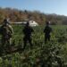 Localizan otros 4 plantíos; dos de amapola y dos de mariguana