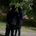 Video. Policías agreden a un joven en Culiacán; Descartan reporte y que sean estatales