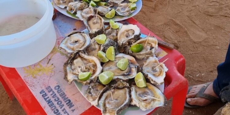 ¡Riquísimos! Todo un éxito la Feria del Ostión en Celestino Gazca, Elota