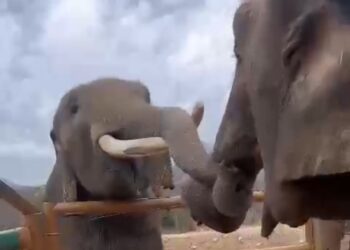 Video. Big Boy y Bireki unen sus trompas a unas horas de San Valentín
