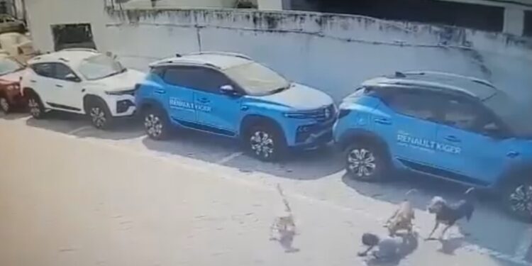 Video. ¡Que abuso! Perros atacan a niña de 2 años en Bugambilias