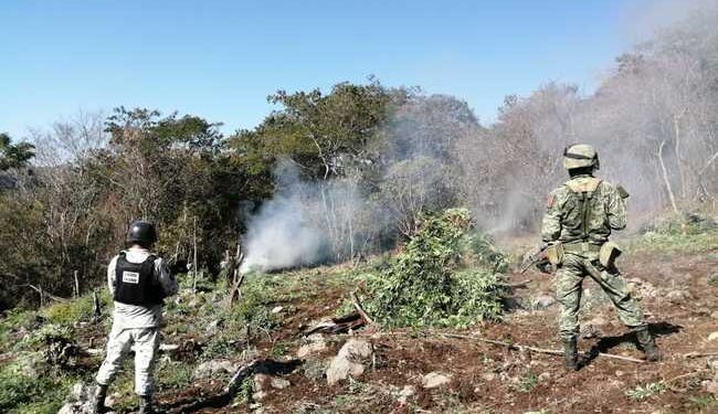 Destruyen 10 mil metros cuadrados de sembradíos de marihuana en Michoacán