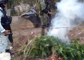 Localizan y destruyen plantio de marihuana en El Sabinal, Elota