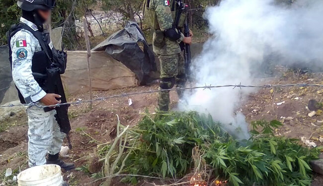 Localizan y destruyen plantio de marihuana en El Sabinal, Elota
