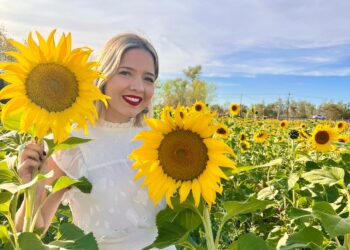 Abren temporada en el campo de girasoles en Mocorito Pueblo Mágico