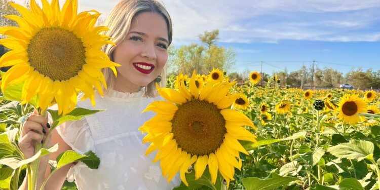 Abren temporada en el campo de girasoles en Mocorito Pueblo Mágico