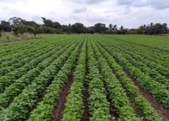 Anuncia la SAYG programa estatal de apoyo a productores de frijol otoño invierno 2022-23