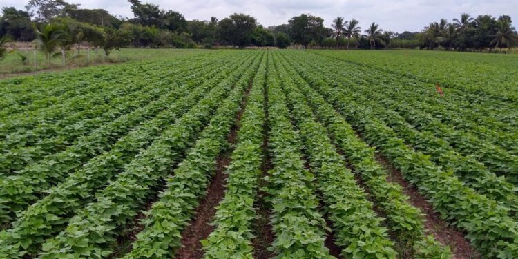 Anuncia la SAYG programa estatal de apoyo a productores de frijol otoño invierno 2022-23