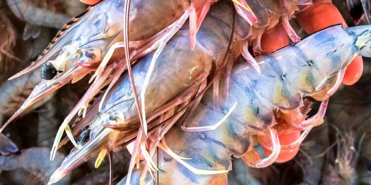 Mañana a las 00:00 horas inicia la veda del camarón en Sinaloa