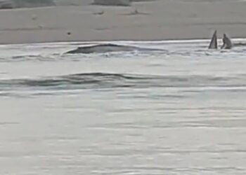 Video. ¡Que gran corazón! Pescadores rescatan a ballena varada en Isla de Altamura