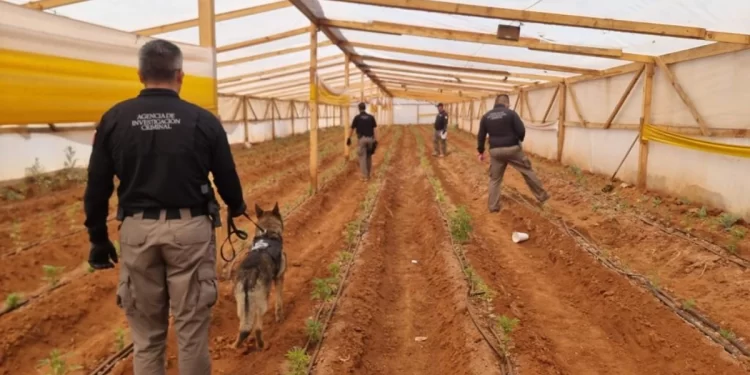 FGR realiza megaoperativo contra el Cártel de Sinaloa en 6 estados