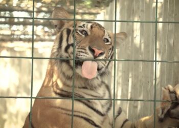 De Culiacán a la India, van tigres rescatados por Ostok Sanctuary