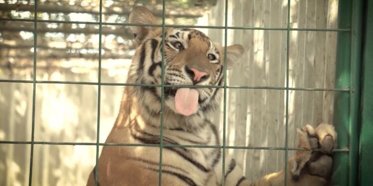 De Culiacán a la India, van tigres rescatados por Ostok Sanctuary