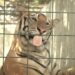 De Culiacán a la India, van tigres rescatados por Ostok Sanctuary
