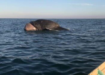 Flota ballena muerta frente a las costas de Guasave