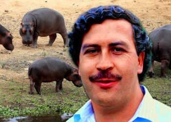 Hipopótamos de Pablo Escobar serán trasladados desde Colombia  a Culiacán