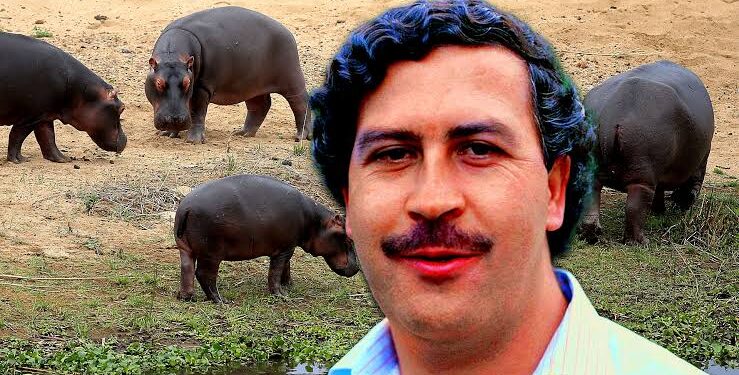 Hipopótamos de Pablo Escobar serán trasladados desde Colombia  a Culiacán