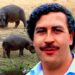 Hipopótamos de Pablo Escobar serán trasladados desde Colombia  a Culiacán