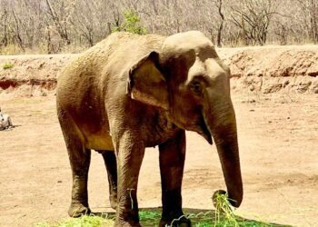 Bireki se adapta favorablemente a su espacio en Ostok: Ernesto Zazueta