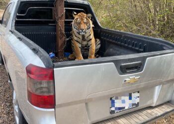 ¿Qué pasará con tigre de bengala asegurado en operativo? Este podría ser su futuro