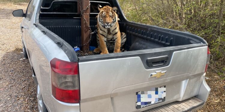 ¿Qué pasará con tigre de bengala asegurado en operativo? Este podría ser su futuro