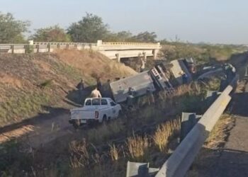 Vuelca tráiler con reses y automovilistas realizan actos de rapiña