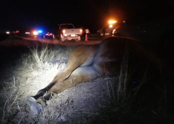 Manada de caballos provoca accidentes viales sobre la México 15