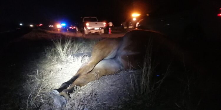 Manada de caballos provoca accidentes viales sobre la México 15