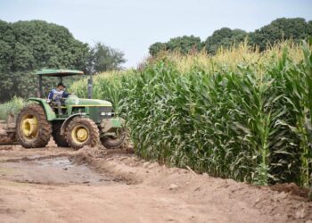 Incremento en costos de producción del maíz complica el panorama para los agricultores: Cristina Ibarra