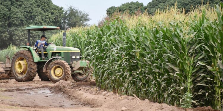 Incremento en costos de producción del maíz complica el panorama para los agricultores: Cristina Ibarra