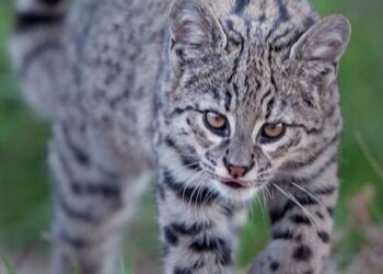 Santuario Ostok llama a respetar la vida silvestre en la mancha urbana