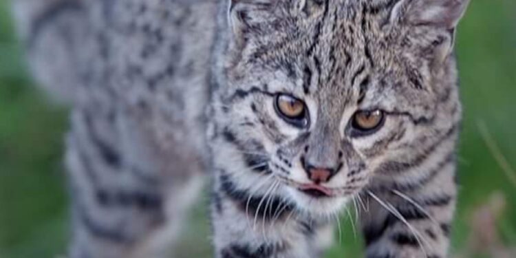 Santuario Ostok llama a respetar la vida silvestre en la mancha urbana