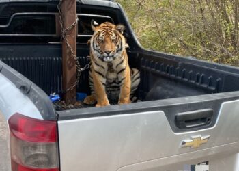 Ostok rescatan a tigre de bengala luego de operativo en la Maxipista