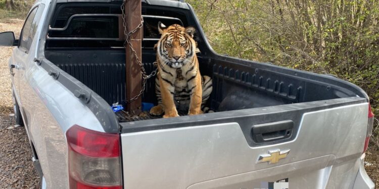 Ostok rescatan a tigre de bengala luego de operativo en la Maxipista