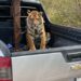 Ostok rescatan a tigre de bengala luego de operativo en la Maxipista